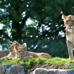 Folly Farm